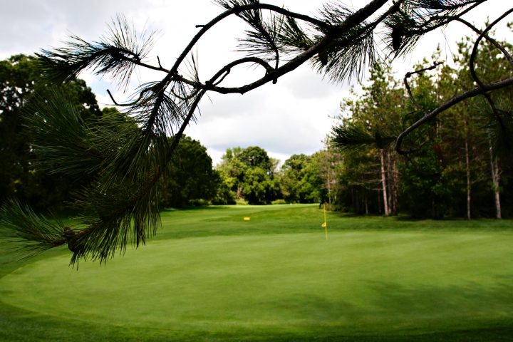 a large green field with trees in the background